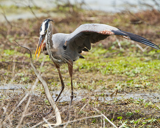 Great Blue Heron in battle with snake