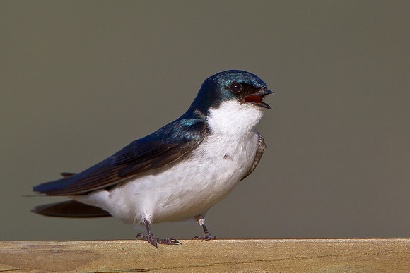 Tree Swallow