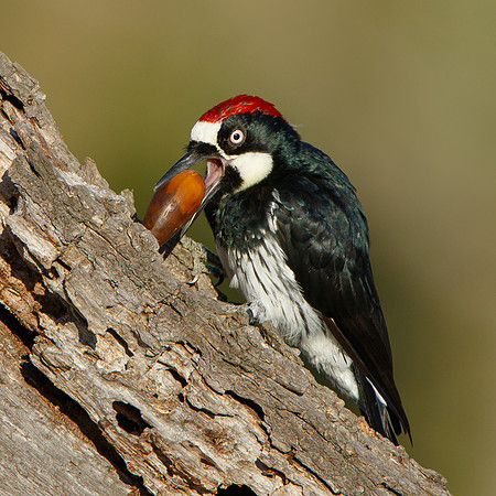 Acorn Woodpecker, inserting acorn into granary tree