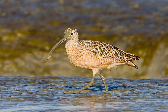 Long-billed Curlew