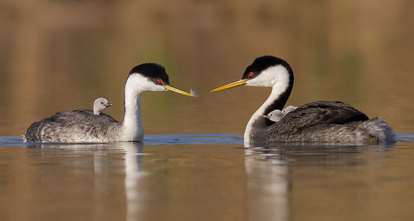 Western Grebes