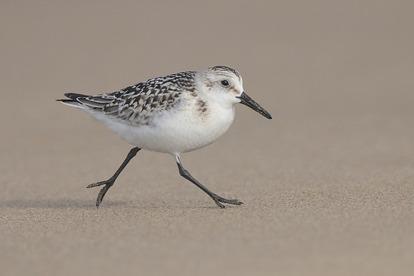 Sanderling, juvenile
