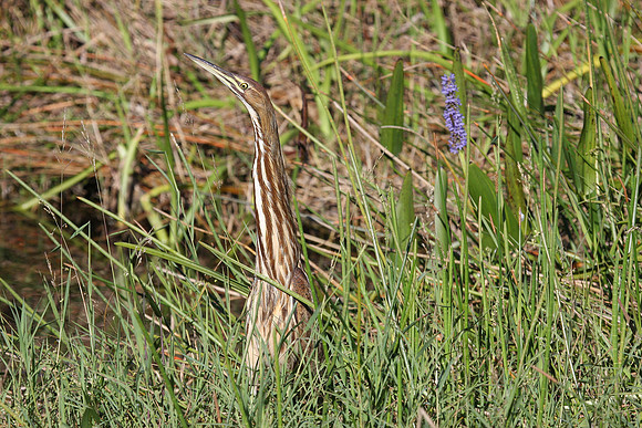 American Bittern