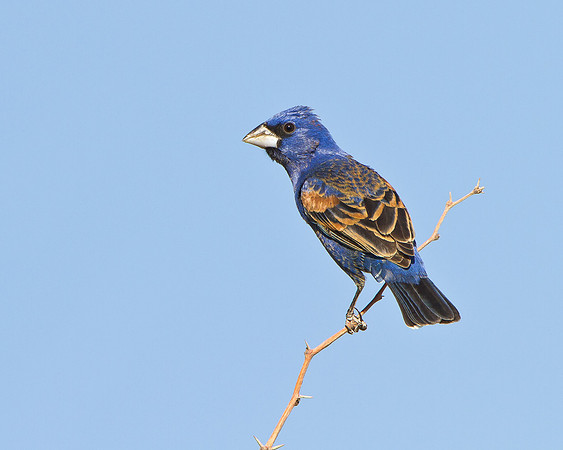 Blue Grosbeak