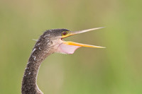 Anhinga