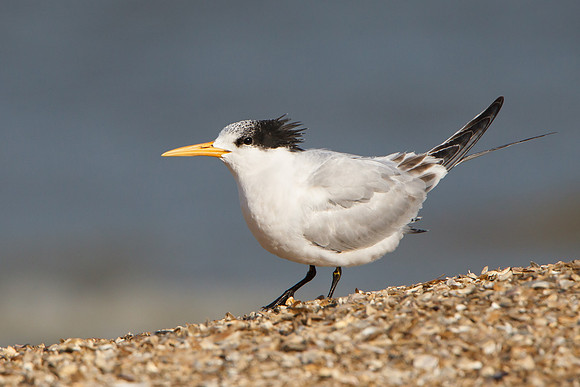 Elegant Tern