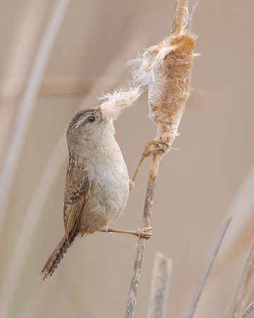 Marsh wren