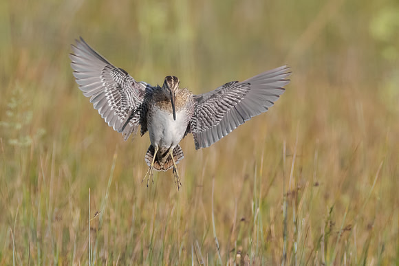 Wilson's Snipe