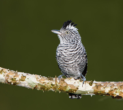 Barred Antshrike