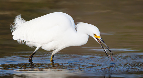 Snow Egret