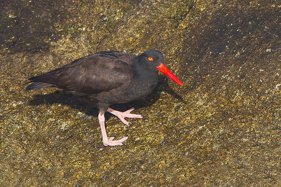 Black Oystercatcher