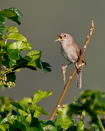 House Wren
