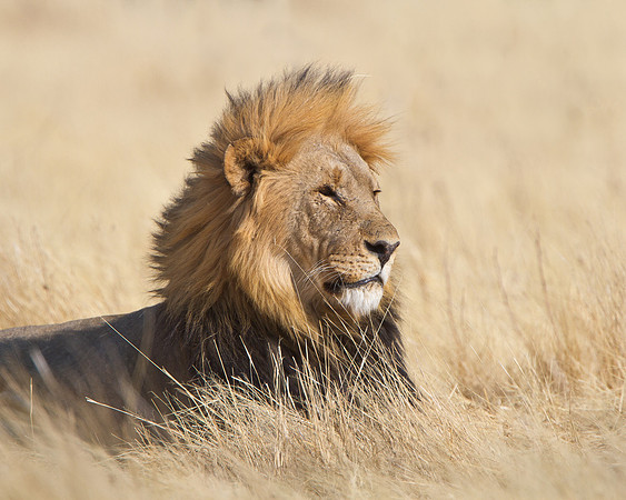 Lion, male