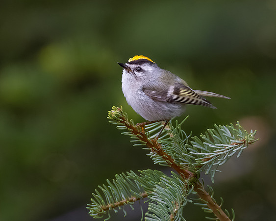 Golden-crowned Kinglet