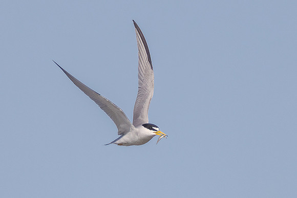 Least Tern