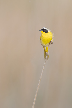 Common Yellowthroat