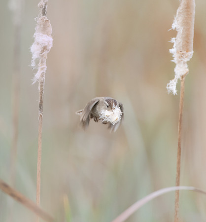 Marsh wren