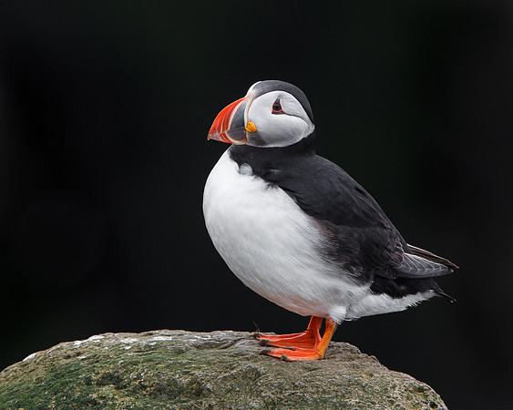 Atlantic Puffin