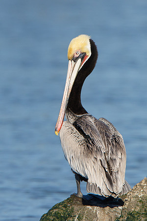 Brown Pelican