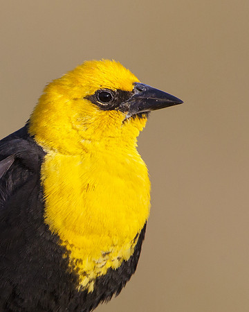 Yellow-headed Blackbird