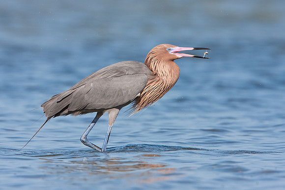 Reddish Egret, with fish