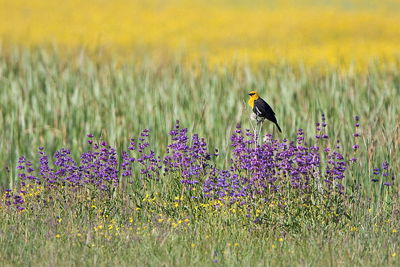Yellow-headed Blackbird