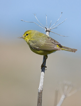 Orange-crowned Warbler