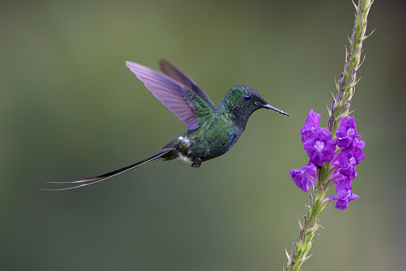 A Green Thorntail (with long, pointed tail feathers) drinking nectar from verbena flowers