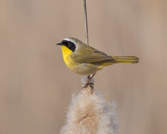 Common Yellowthroat