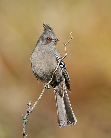 Phainopepla, female
