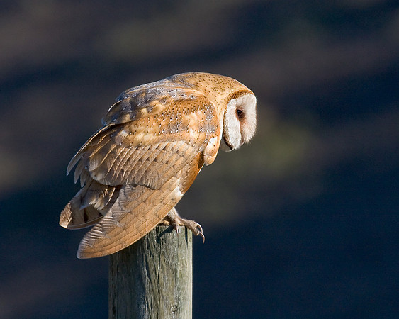 Barn Owl