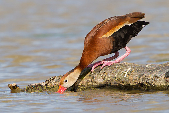 Black-bellied Whistling-Duck, drinking