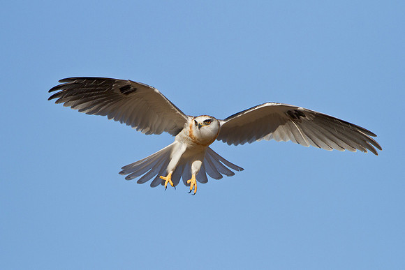 White-tailed Kite, juvenile