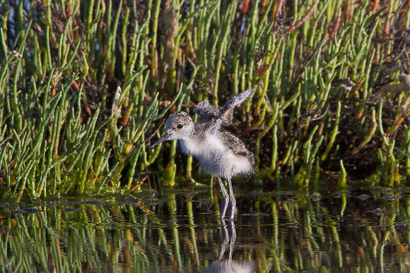 Black-necked Stilt, chick