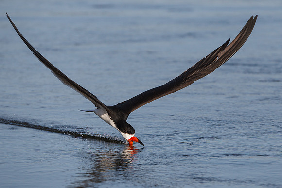 Black Skimmer