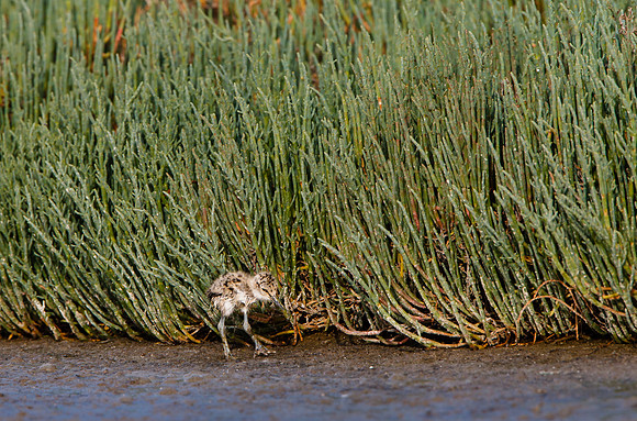 American Avocet chick -- one day old