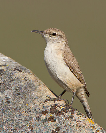 Rock Wren
