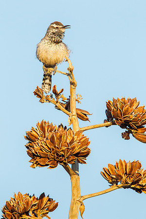 Cactus Wren, singing atop dry Agave flower