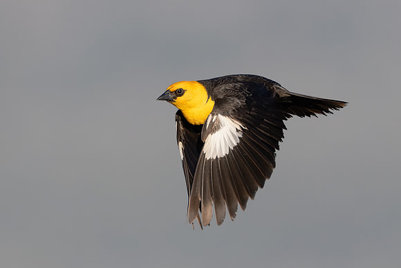 Yellow-headed Blackbird
