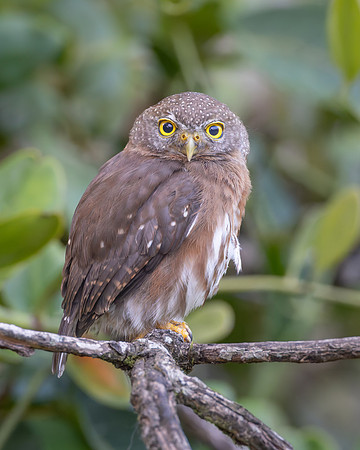 Steve's photo of the Central American Pygmy-Owl