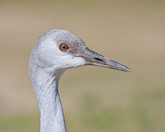 Sandhill Crane