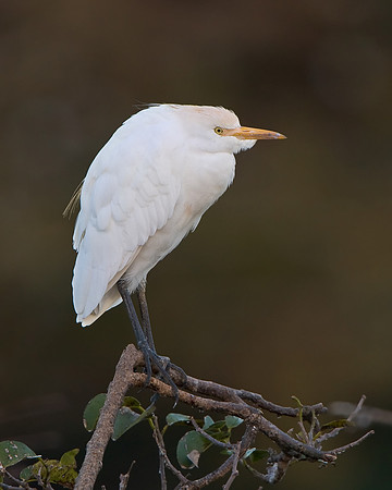 Cattle Egret