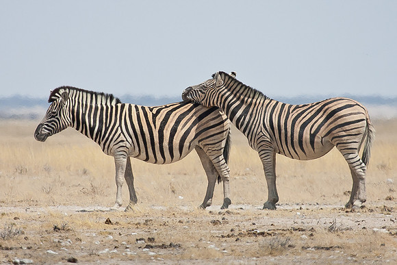 Burchell's Zebras