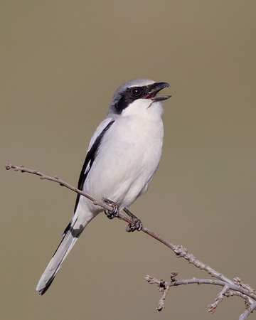 Loggerhead Shrike