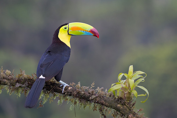 Keel-billed Toucan