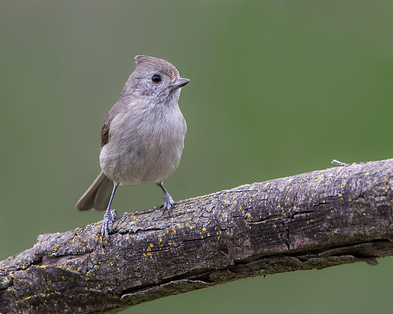 Oak Titmouse