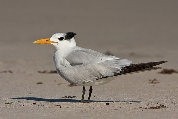 Royal Tern