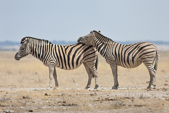 Burchell's Zebra