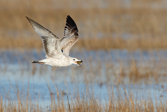 Gull, with clam/muscle