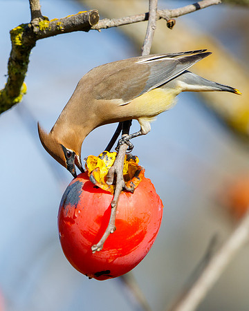 Cedar Waxwing, feeding on persimmons